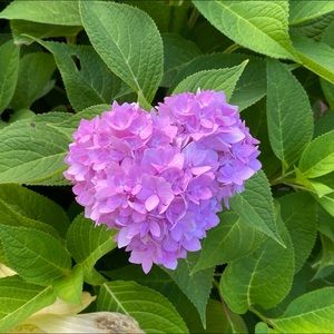 Meet your Posher, Ritsuko